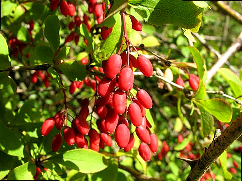 Барбарис фото