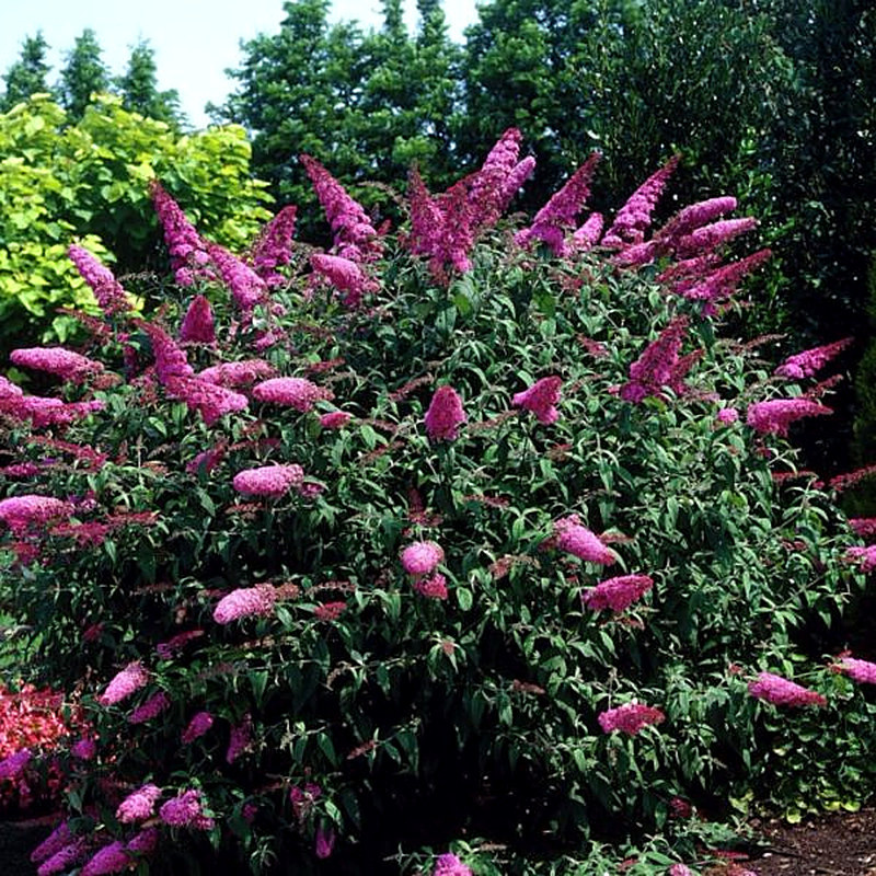 Буддлея фото