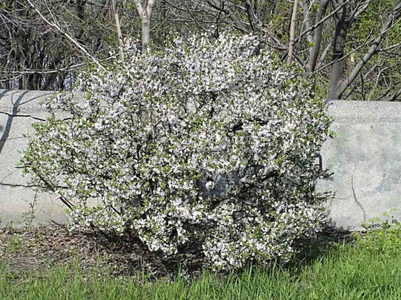 Cerasus tomentosa (Войлочная вишня) фото