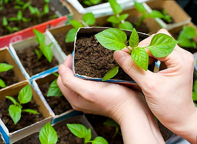 Что сажать в январе и феврале на рассаду