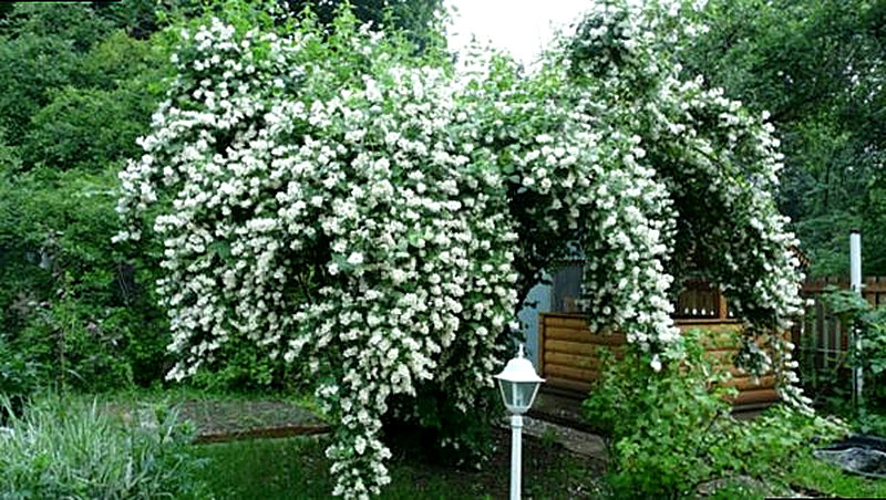 Чубушник фото