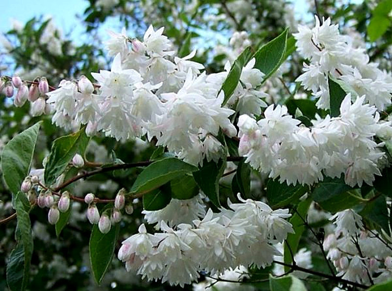 Дейция фото