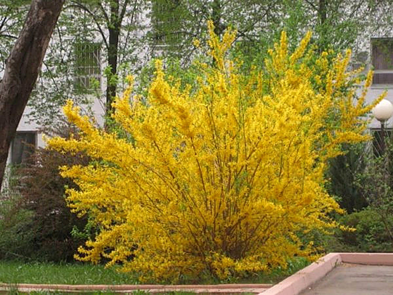 Форзиция Европейская фото