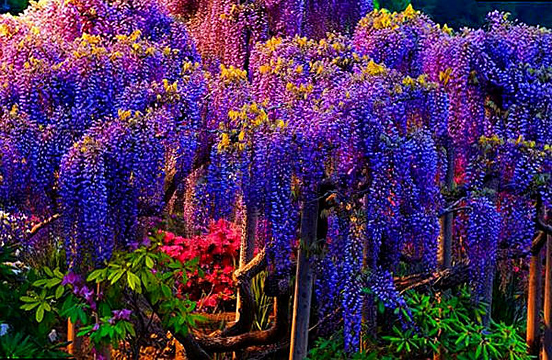 Глициния фото