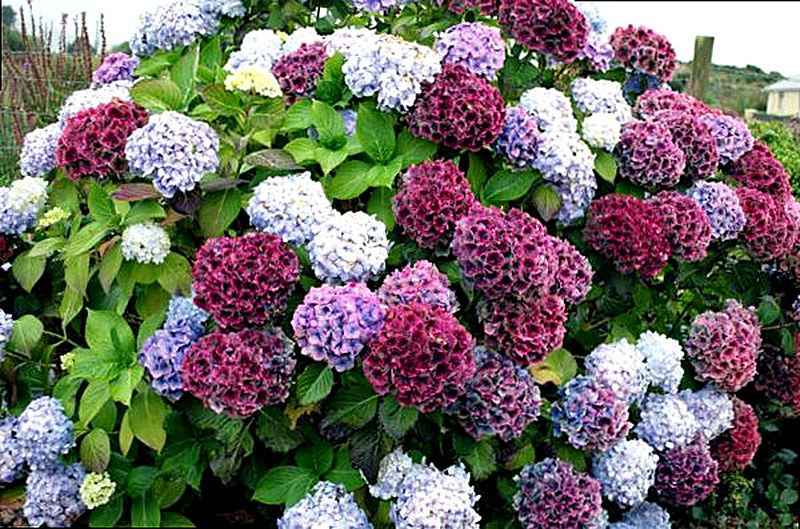 Гортензия фото