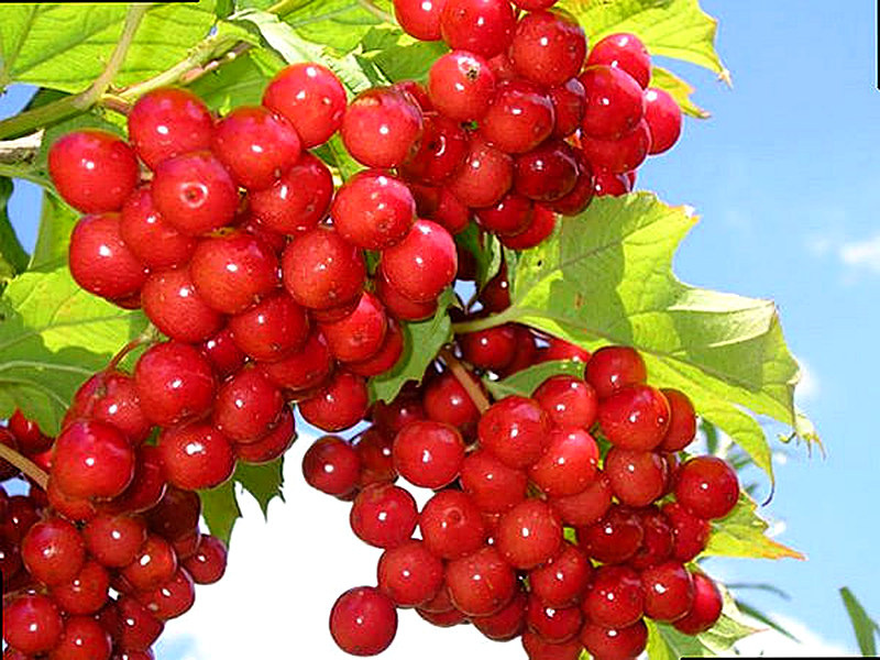 Калина фото