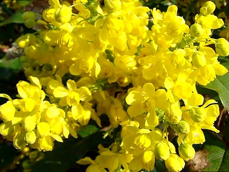 Магония фото