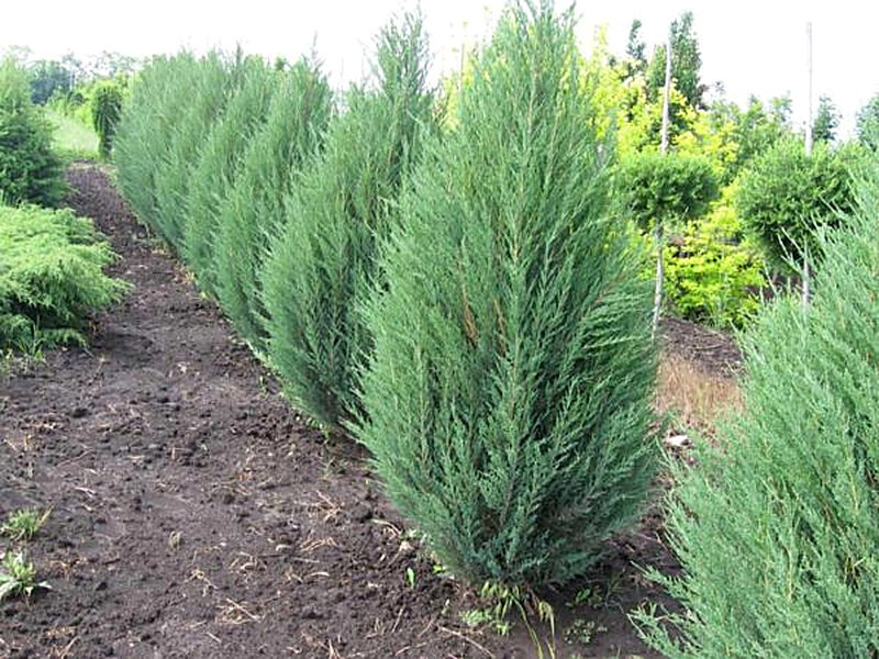 Можжевельник фото