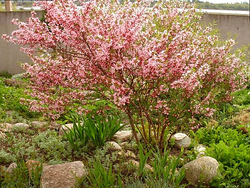 Низкий Миндаль фото