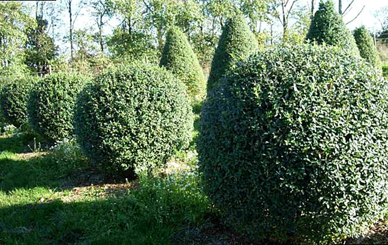 Обыкновенная Бирючина фото