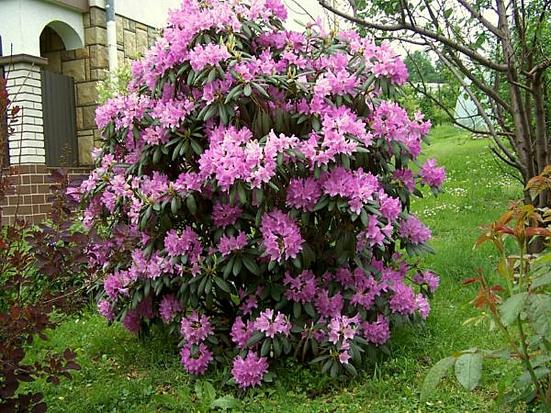 Rhododendron (Рододендрон) фото