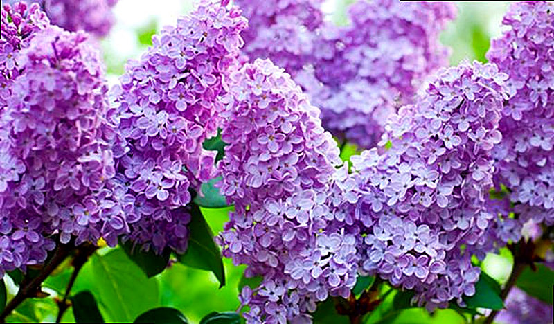 Сирень фото