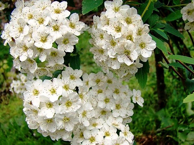 Спирея фото