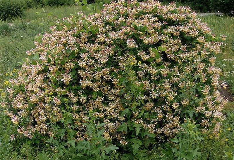 Жимолость фото