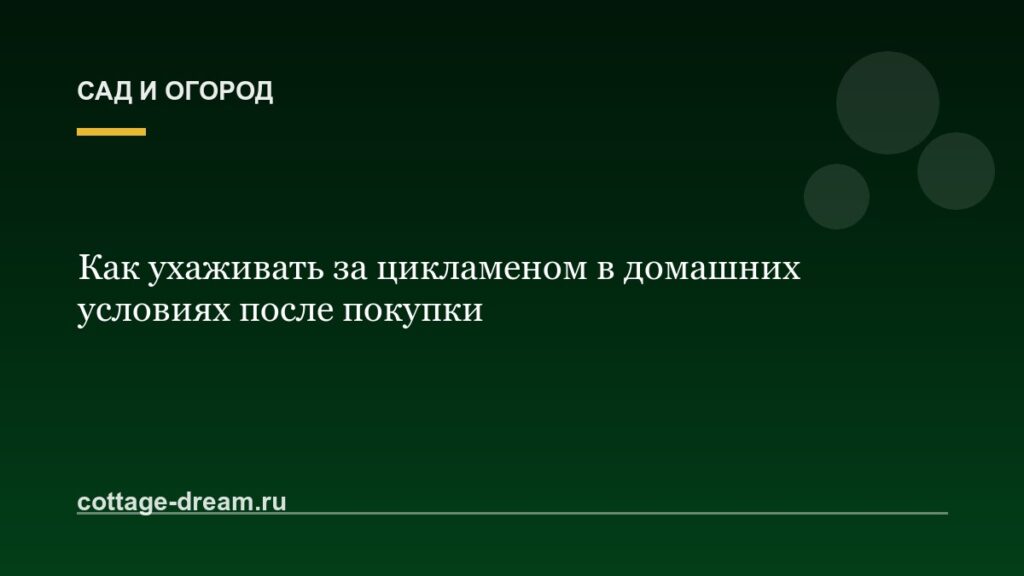 Как ухаживать за цикламеном в домашних условиях после покупки