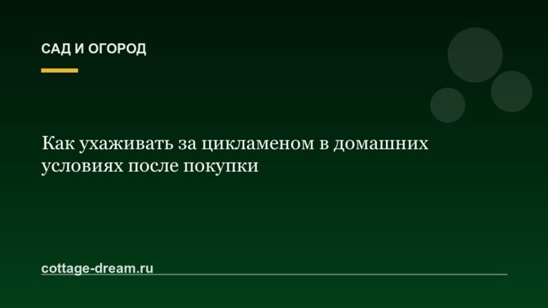 Как ухаживать за цикламеном в домашних условиях после покупки