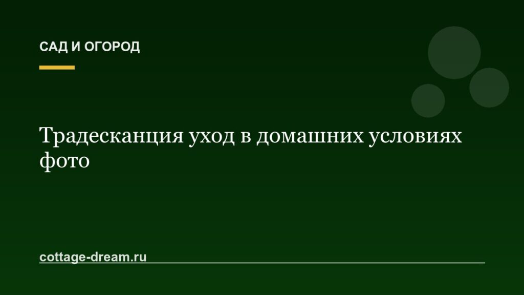 Традесканция уход в домашних условиях фото