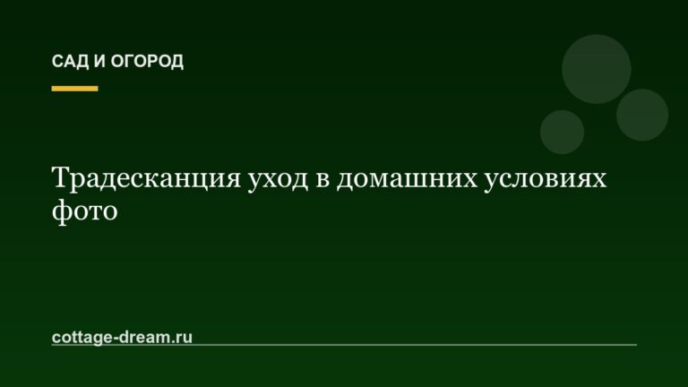 Традесканция уход в домашних условиях фото