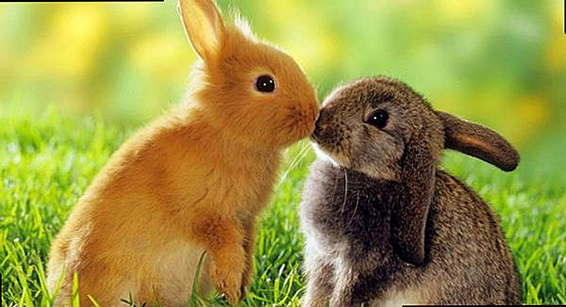 Разведение кроликов как бизнес выгодно или нет