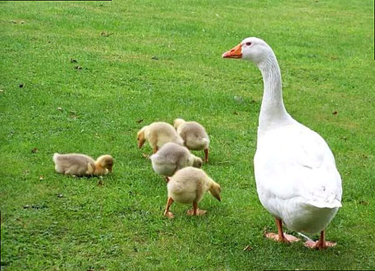 Содержание гусей в домашних условиях для начинающих