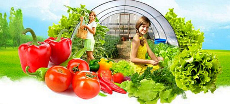 Теплицы для выращивания овощей круглый год