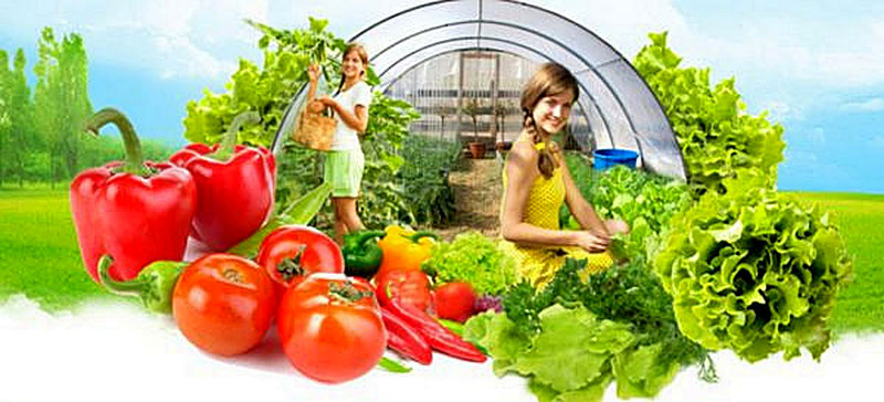 Теплицы для выращивания овощей круглый год