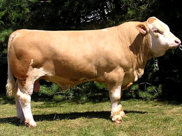 Выгодно ли держать бычков на мясо