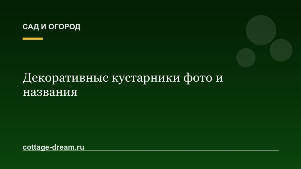 Декоративные кустарники фото и названия