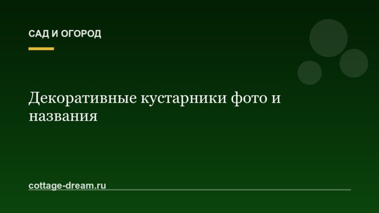 Декоративные кустарники фото и названия