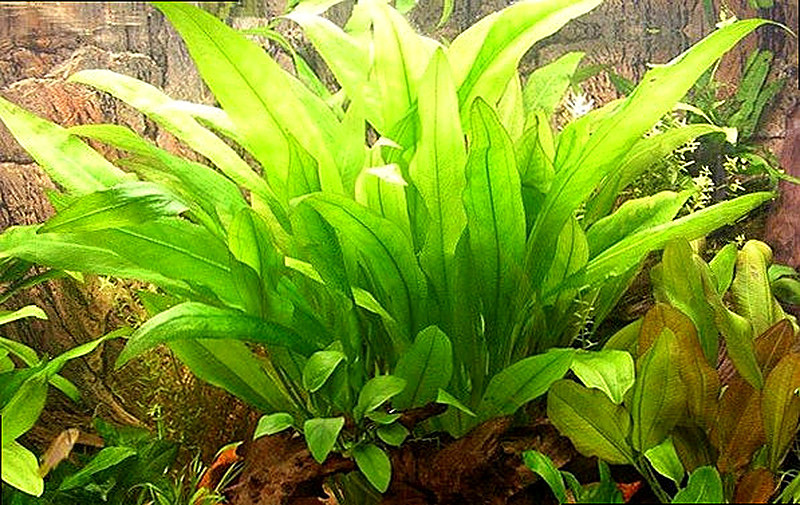 Аквариумное растение амазонка