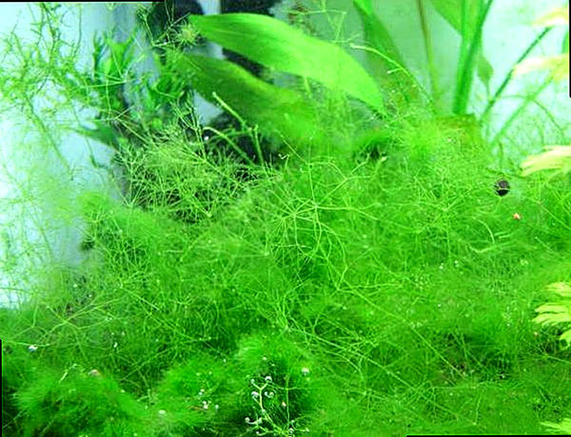 Аквариумное растение блестянка