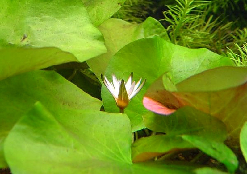 Аквариумное растение кувшинка