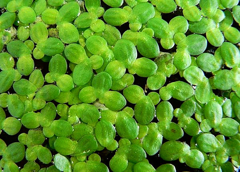 Аквариумное растение ряска