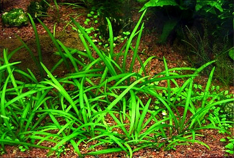Аквариумное растение сагитария мелколистная