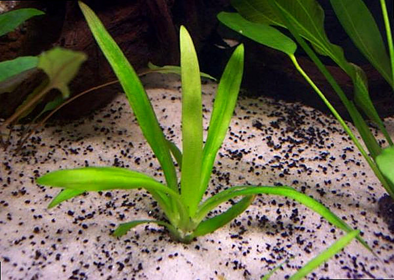 Аквариумное растение сагитария широколистная
