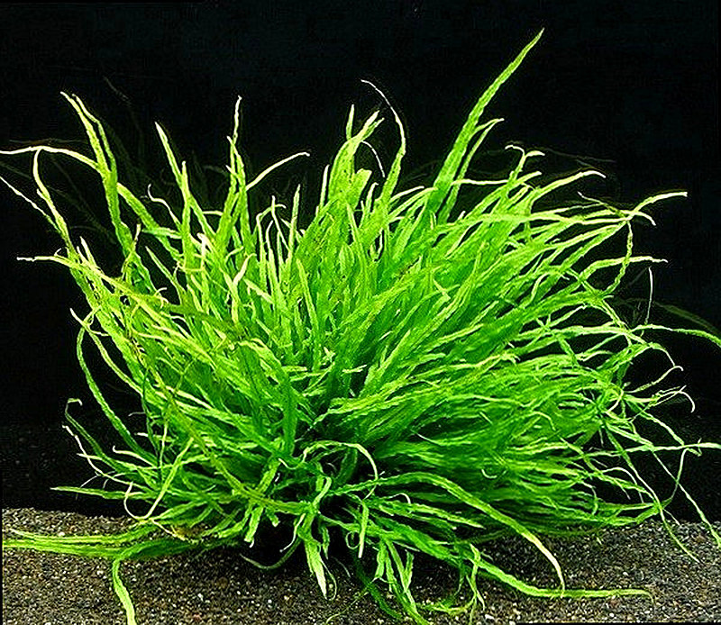 Аквариумное растение тайландский папоротник