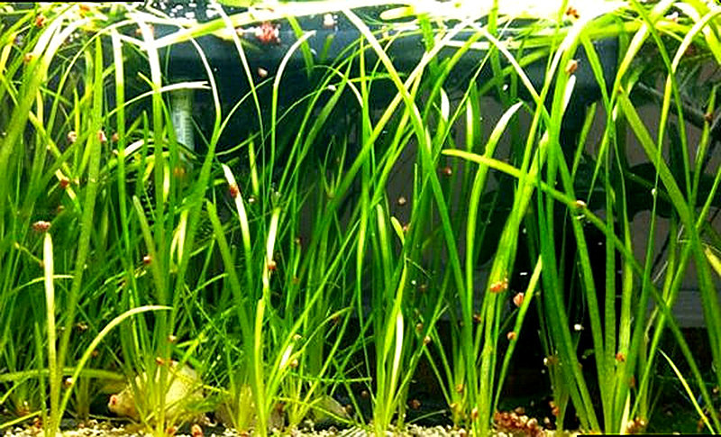 Аквариумное растение валиснерия