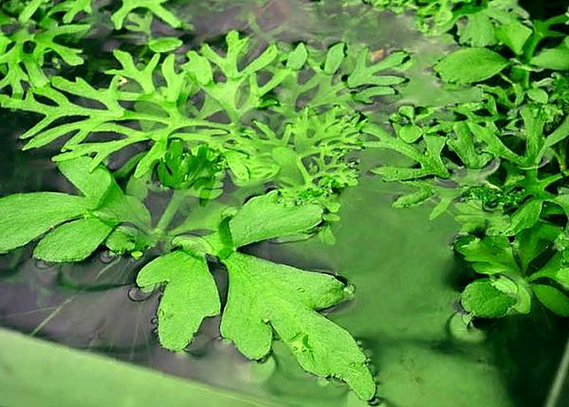 Аквариумное растение водяная капуста