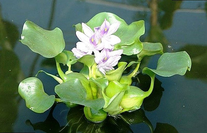 Аквариумное растение водяной гиацинт
