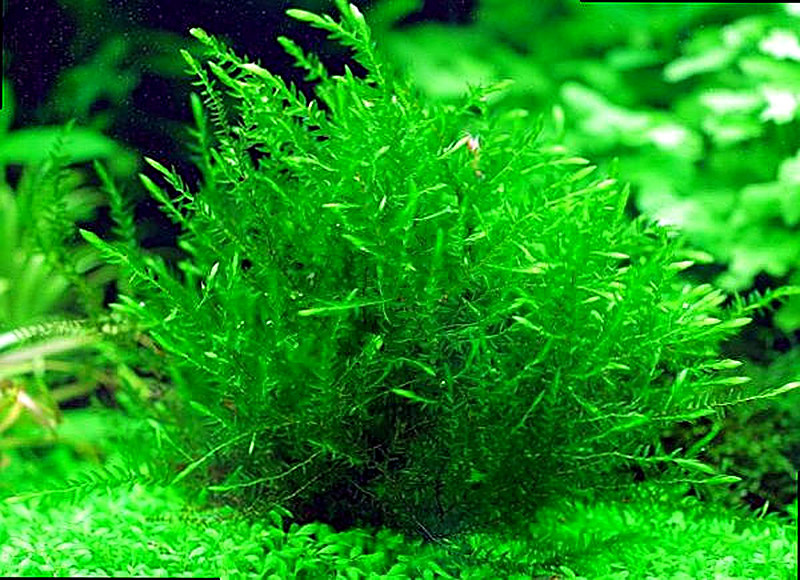 Аквариумное растение водяной мох