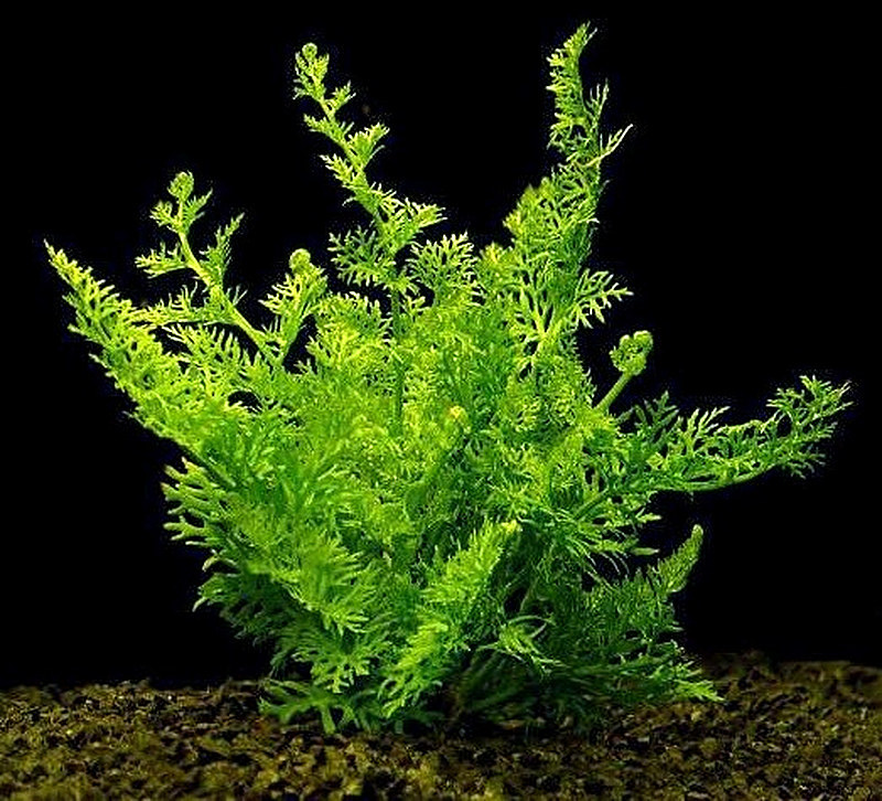 Аквариумное растение водяной папоротник