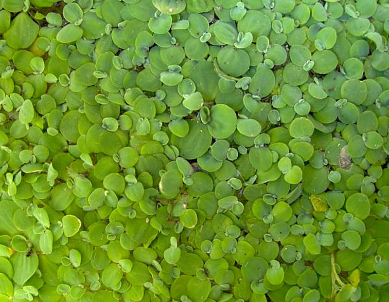 Аквариумное растение водяной салат