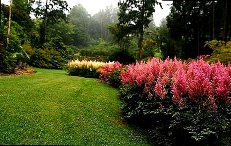 Астильба в ландшафтном дизайне фото