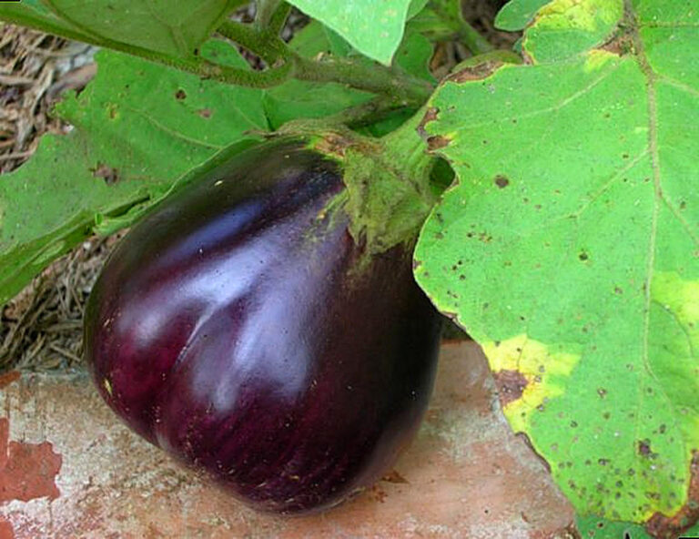 Болезни баклажанов фото и их лечение