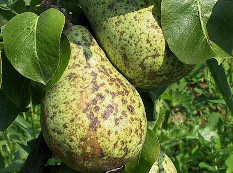 Болезни груши фото