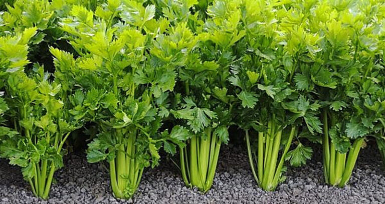 Черешковый сельдерей выращивание и уход