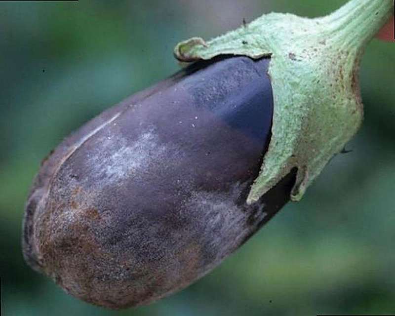 Фитофтороз баклажанов