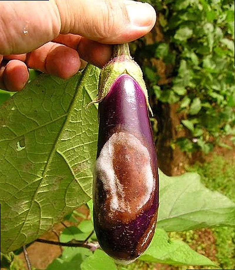 Фомопсис баклажанов