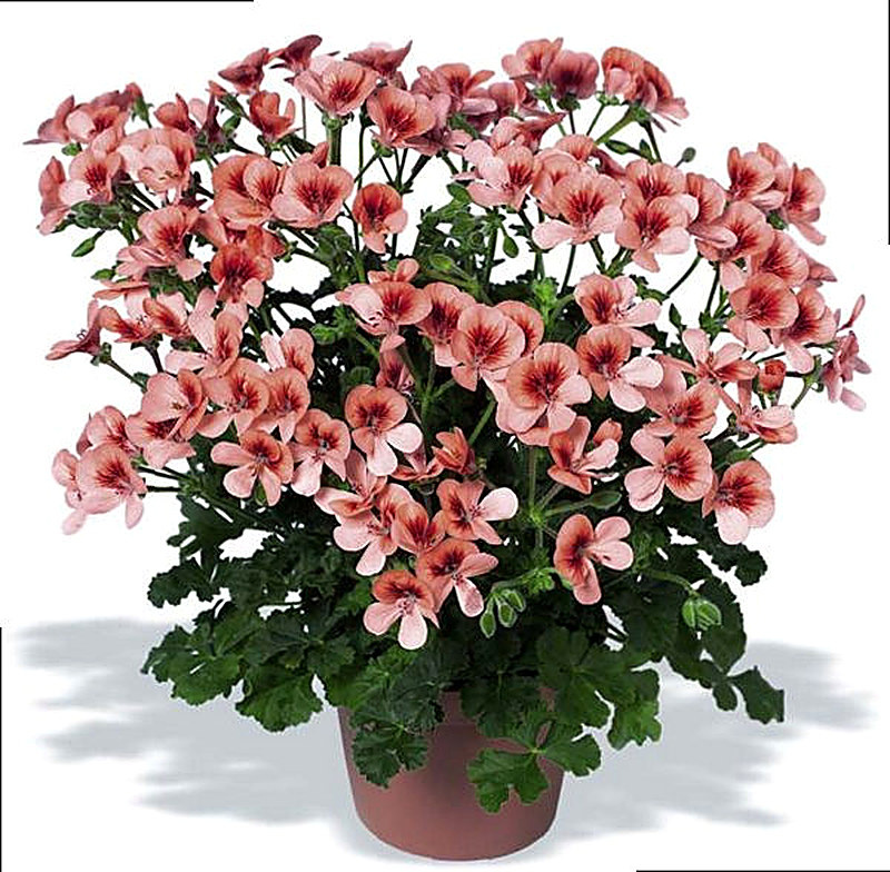 Герань Ангелы