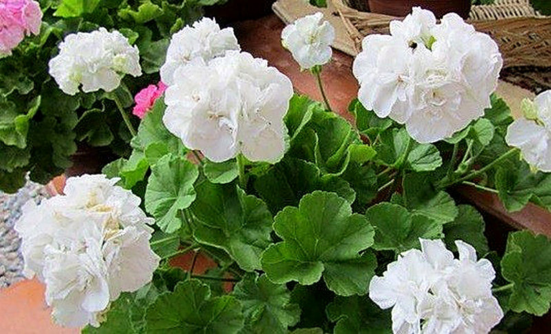 Герань Дьякон